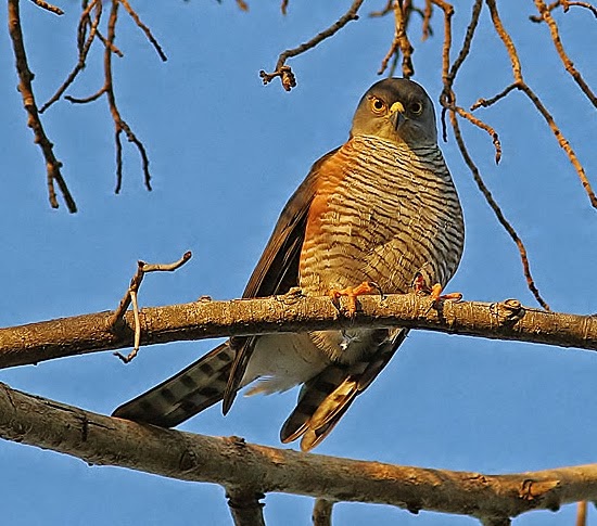 Little sparrowhawk