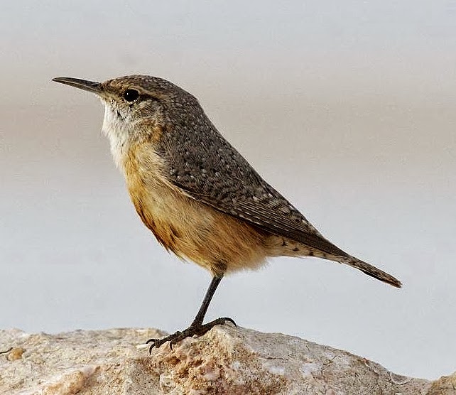 Rock wren