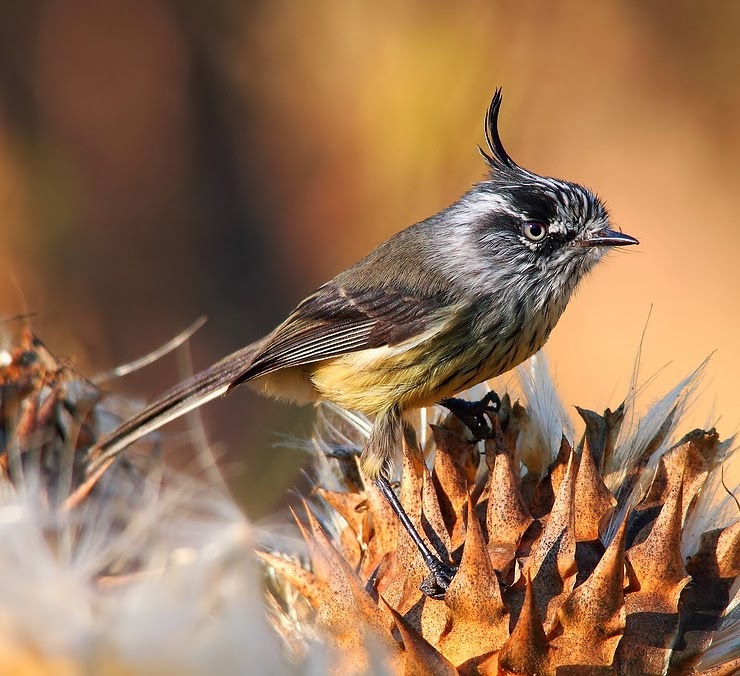 Tufted tit-tyrant