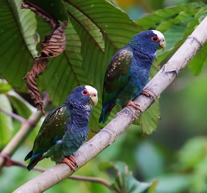 White-crowned parrot