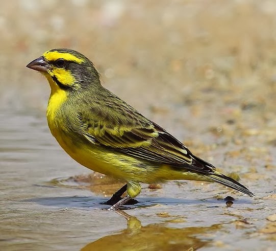 Yellow-fronted canary