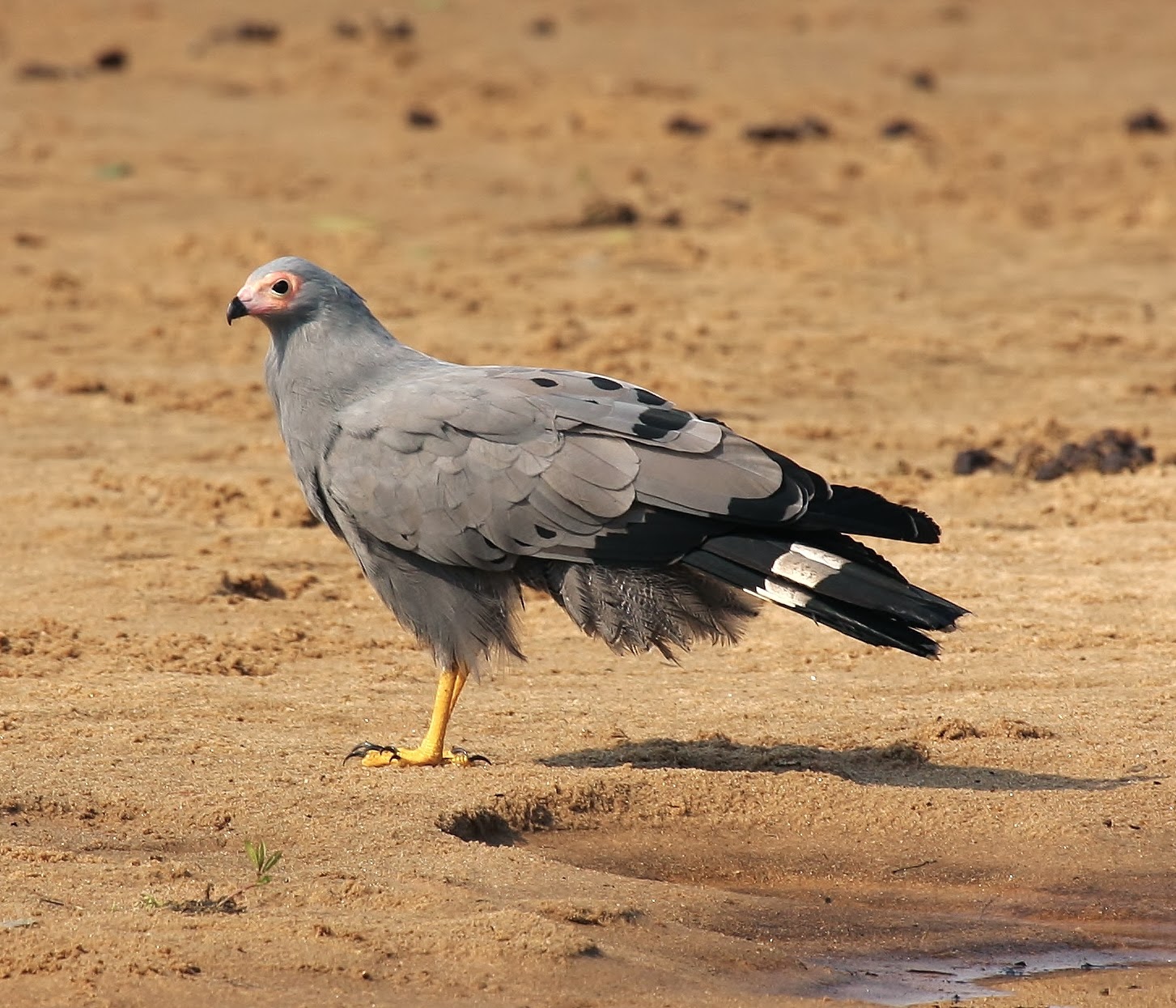 African harrier-hawk