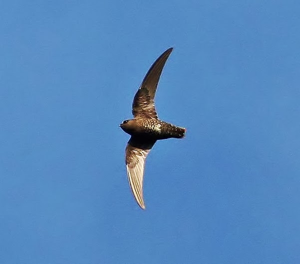 American black swift