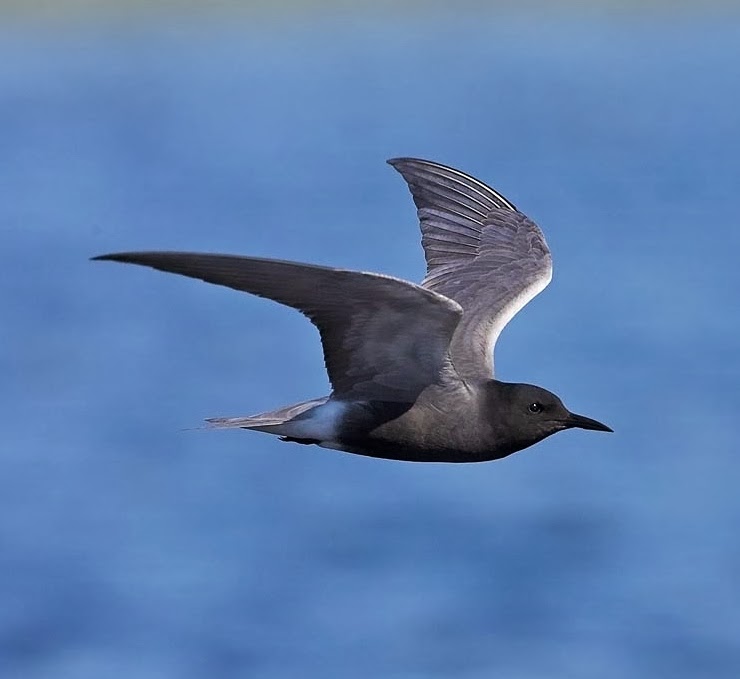 Black tern