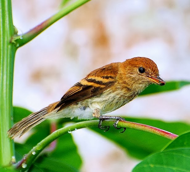 Bran-coloured flycatcher