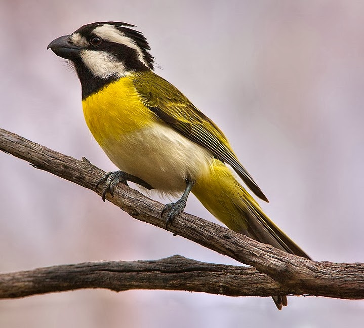 Crested shrike-tit