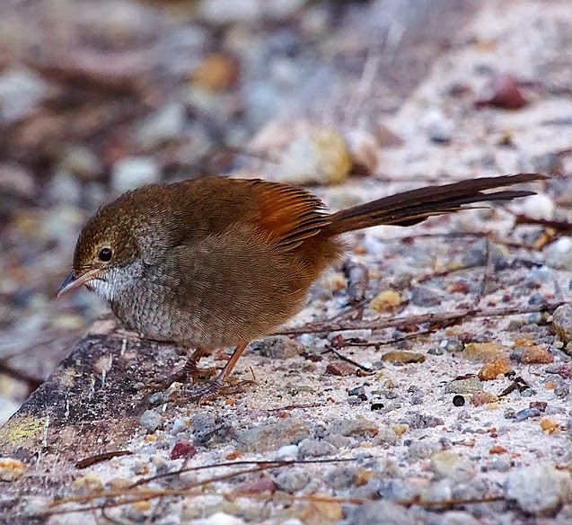 Eastern Bristlebird