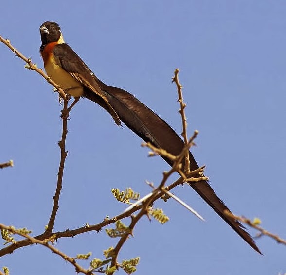 Eastern paradise-whydah