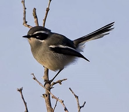 Fairy warbler