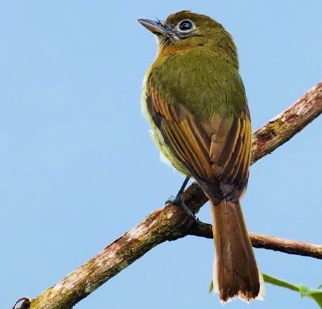 Fulvous-breasted flatbill