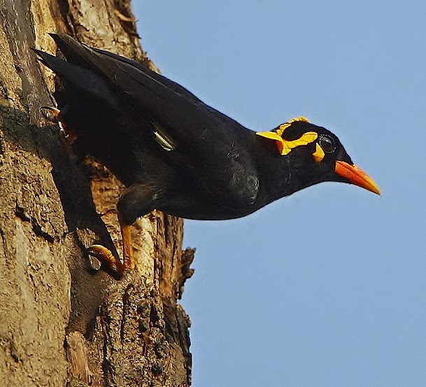 Common hill myna