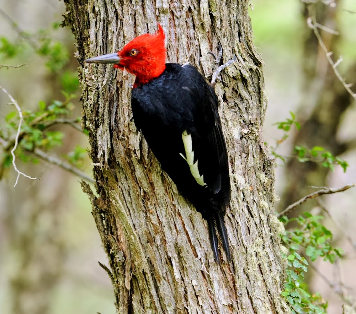 Magellanic woodpecker