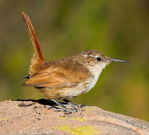 Straight-billed earthcreeper