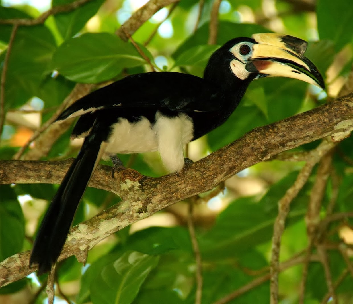 Oriental pied hornbill