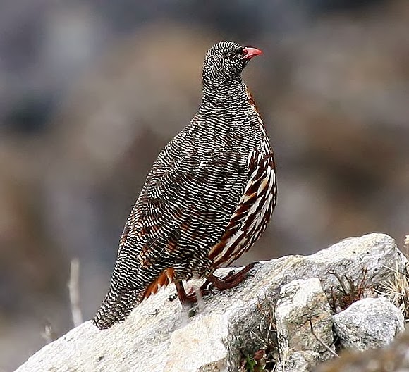 Snow partridge