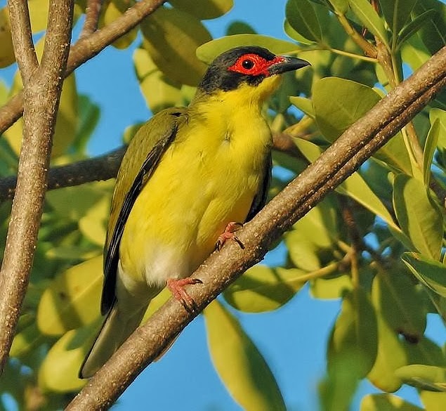 Australasian figbird