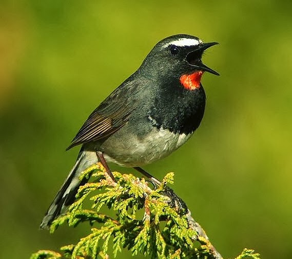 White-tailed rubythroat