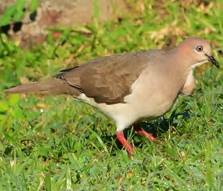 White-tipped dove