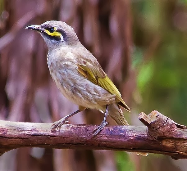 Yellow-faced honeyeater