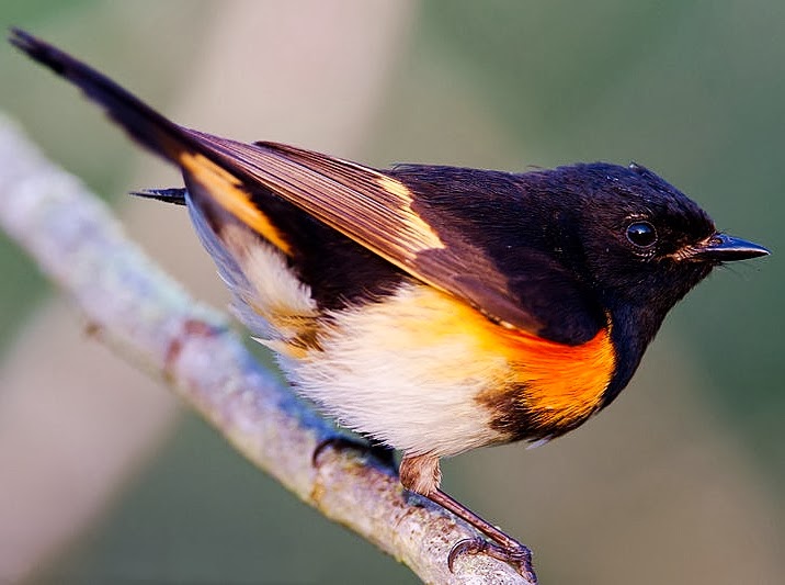 American redstart