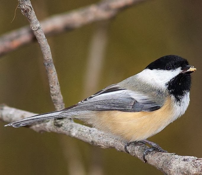 Black-capped chickadee