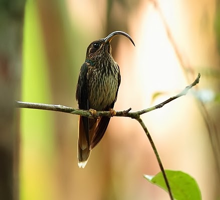 Buff-tailed sicklebill