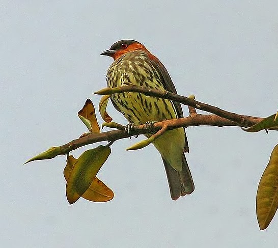 Chestnut-crested cotinga