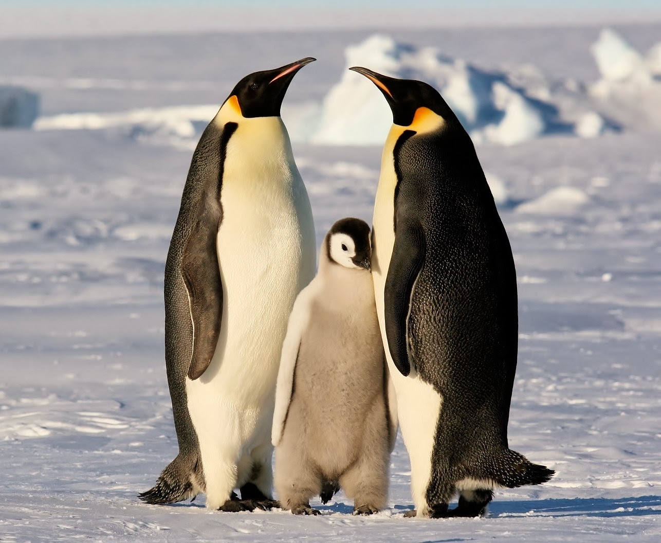 Emperor penguin