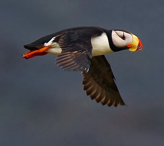 Horned puffin