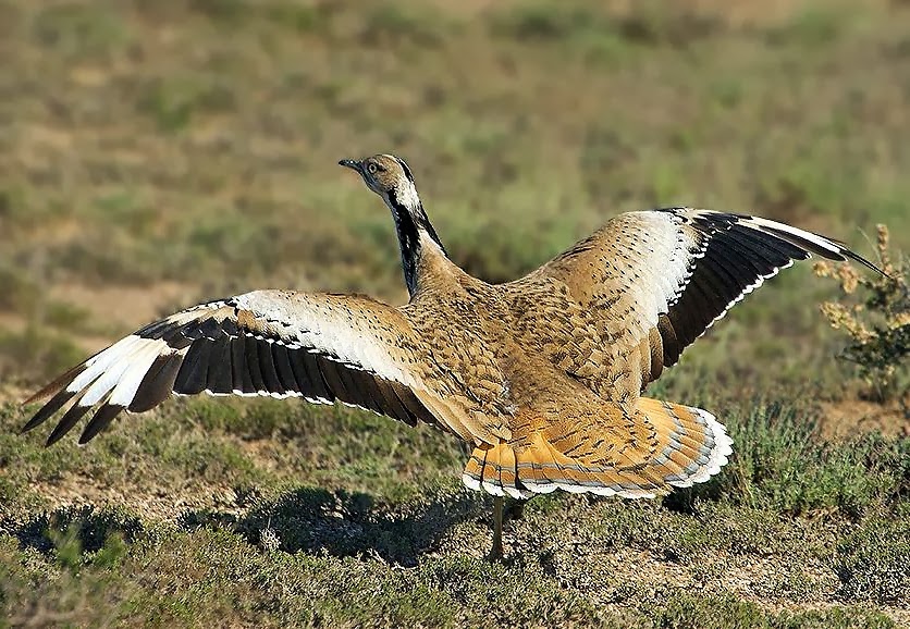 African houbara