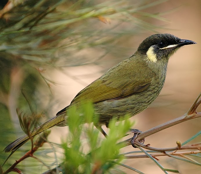 Lewin's honeyeater