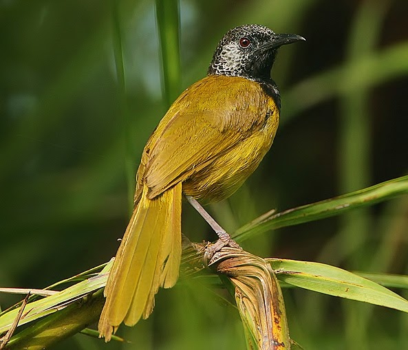 Oriole warbler