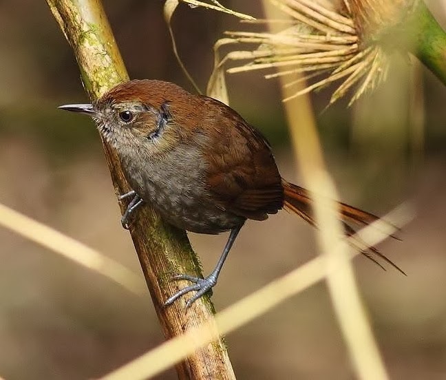 Puna thistletail