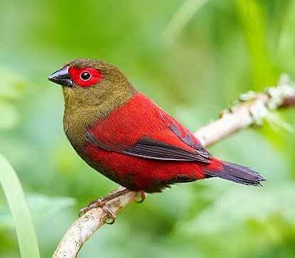 Red-faced crimson-wing