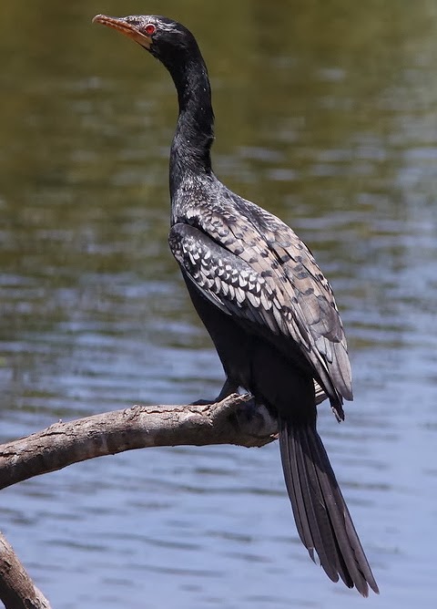 Reed cormorant