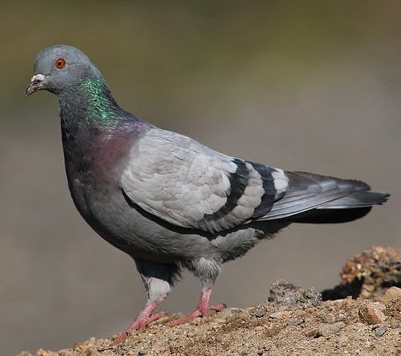 Rock pigeon