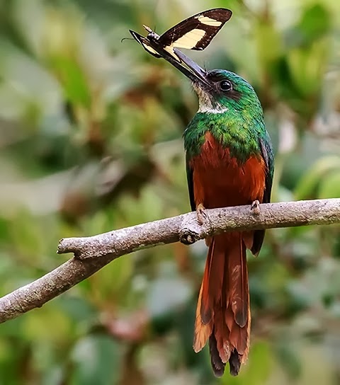 Rufous-tailed jacamar