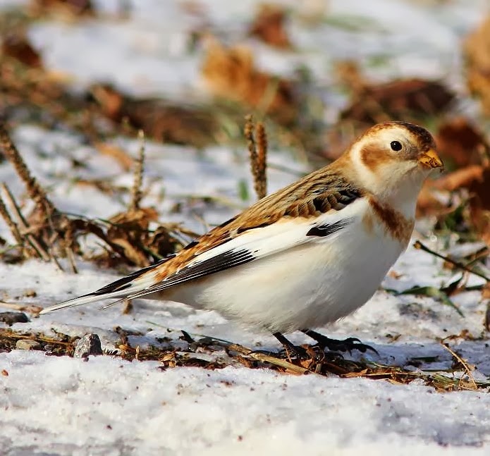 Snow bunting