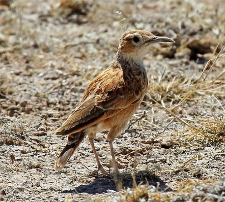 Spike-heeled lark