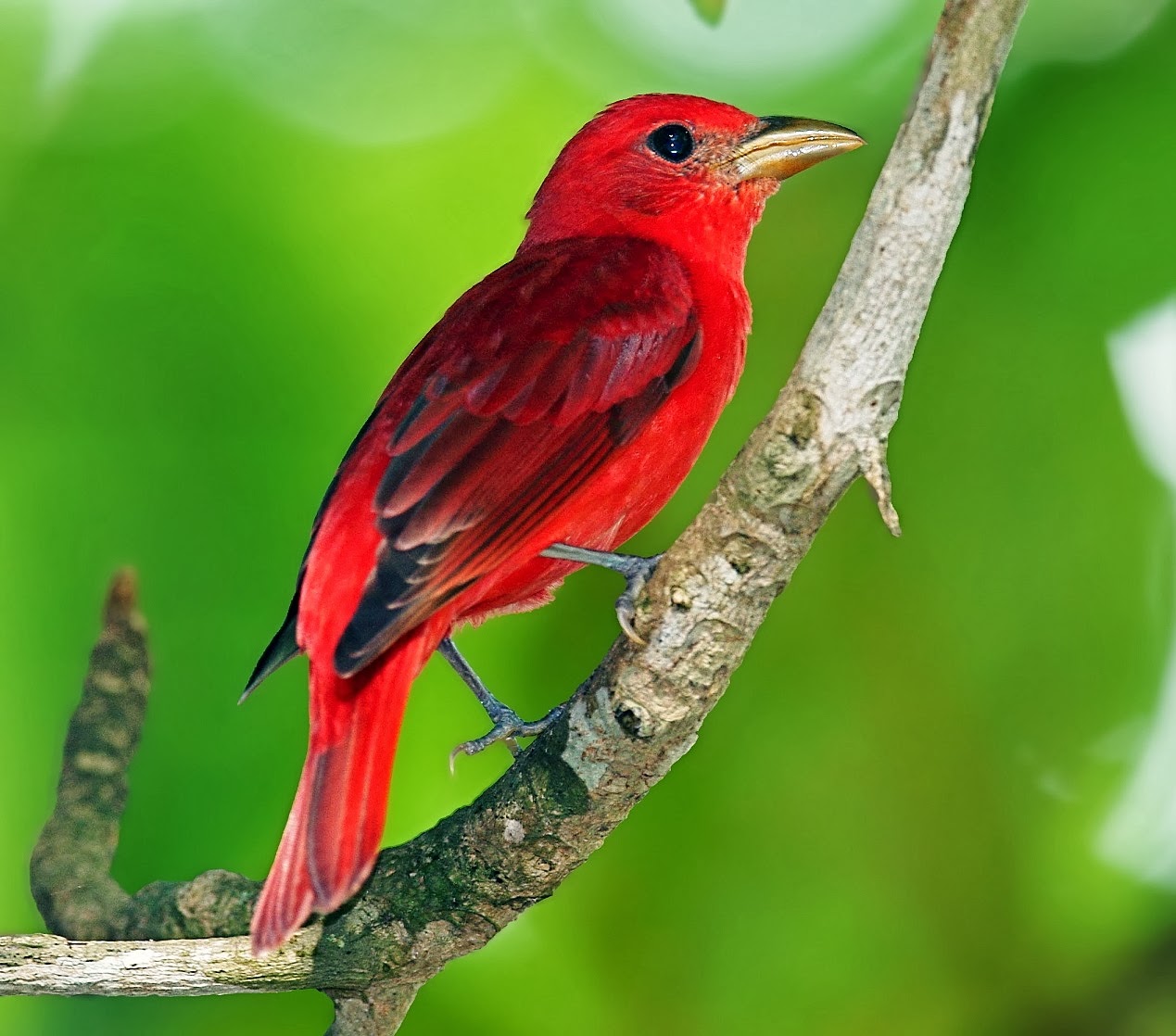 Summer tanager