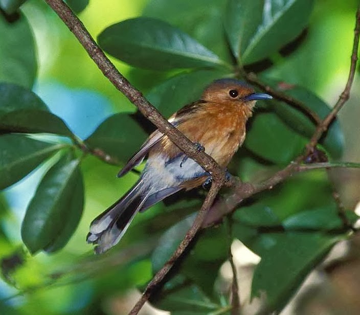 Tinian monarch