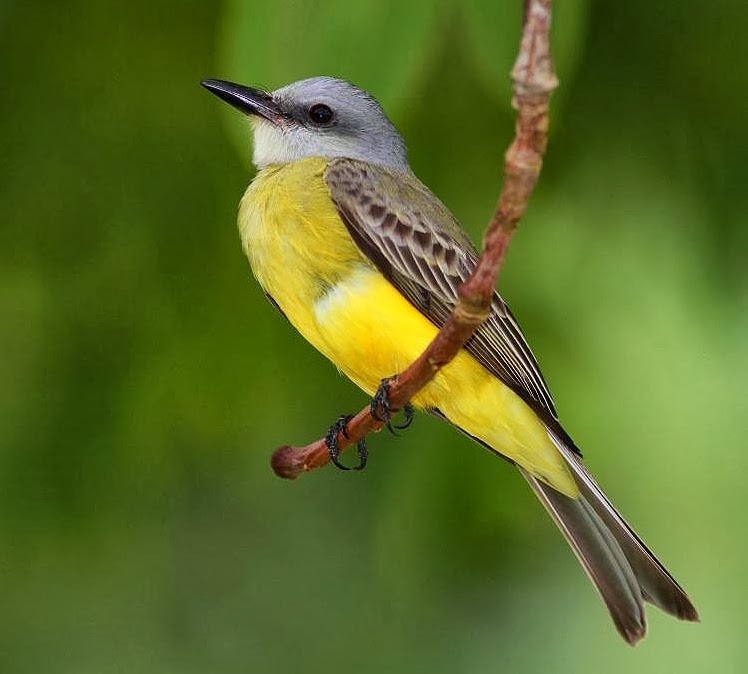 Tropical kingbird