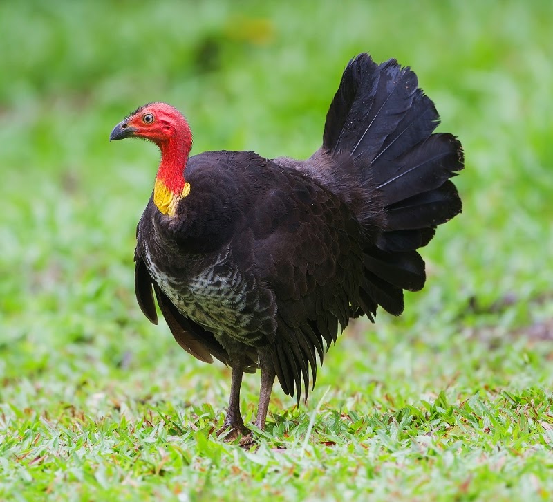 Australian brush-turkey