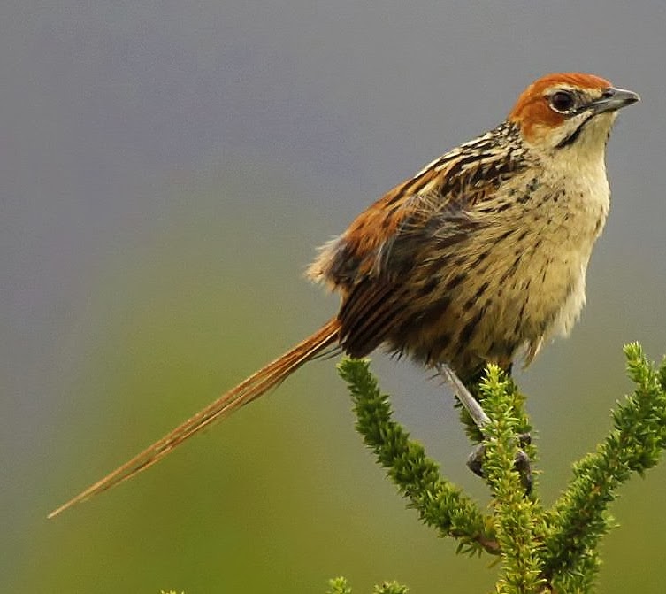 Cape grass-warbler