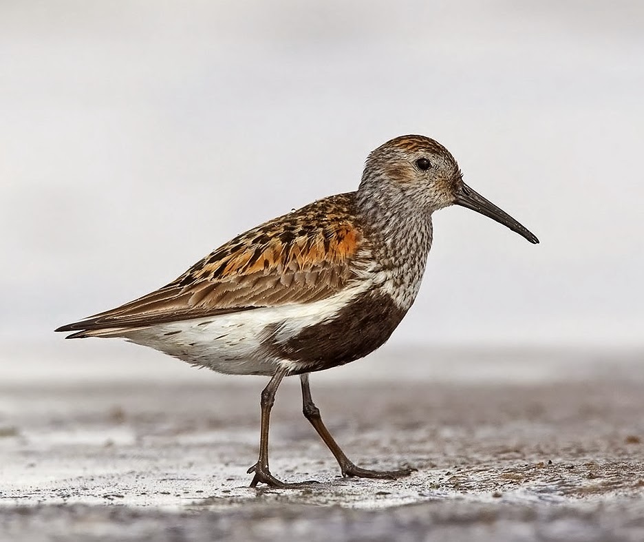 Dunlin