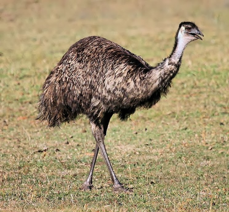 Emu