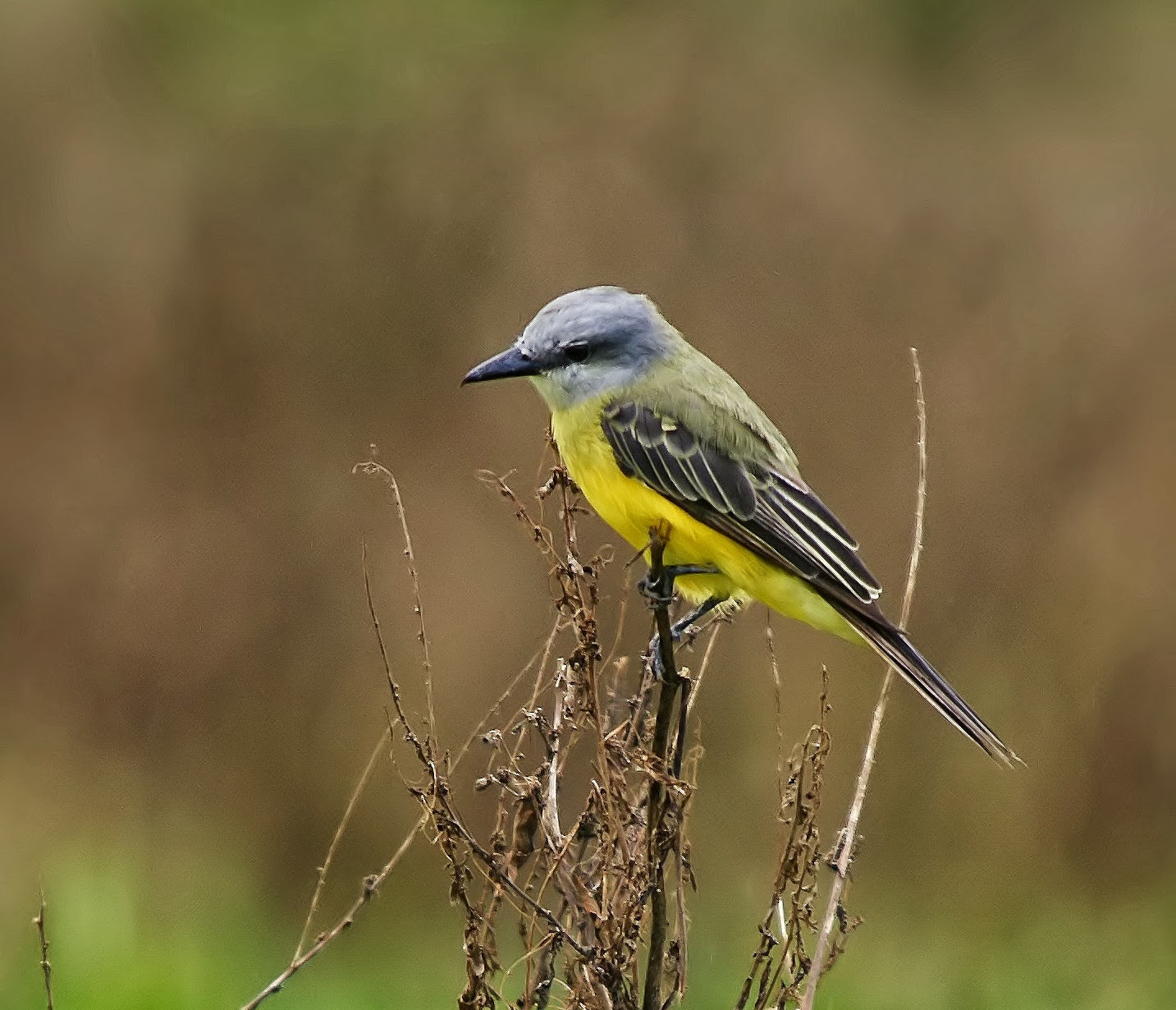 Grey-capped flycatcher