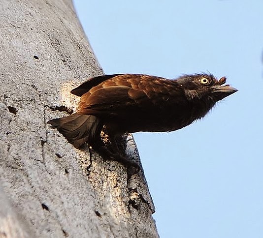 Grey-throated barbet