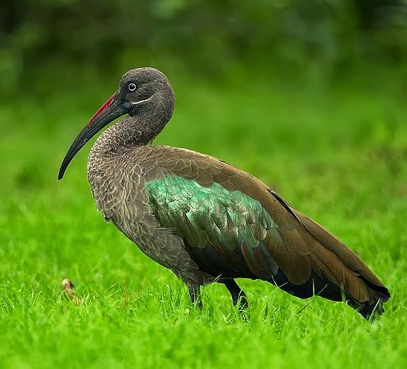 Hadada ibis