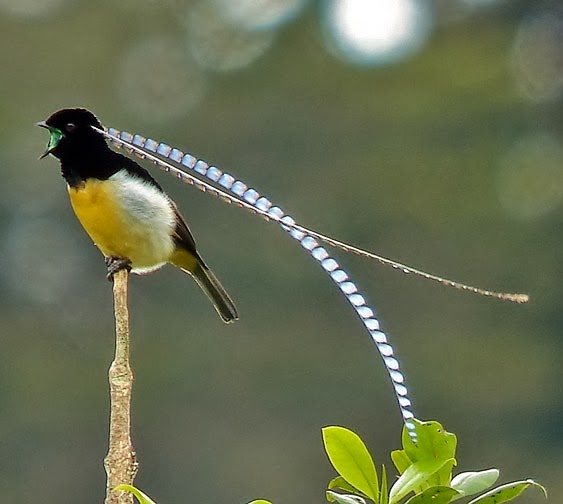 King of Saxony bird-of-paradise